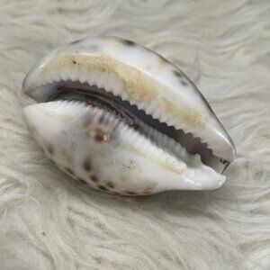 Tiger Cowrie Shell with Purple Tinted Stegosaurus Dinosaur
